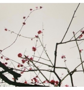 Cadre 3 photos fleurs 2