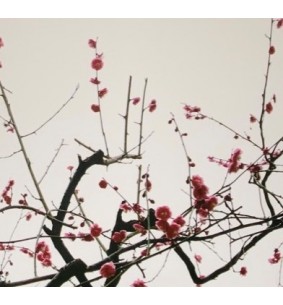 Cadre 3 photos fleurs